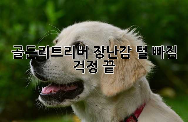 골든리트리버 장난감: 털 빠짐 걱정 끝!