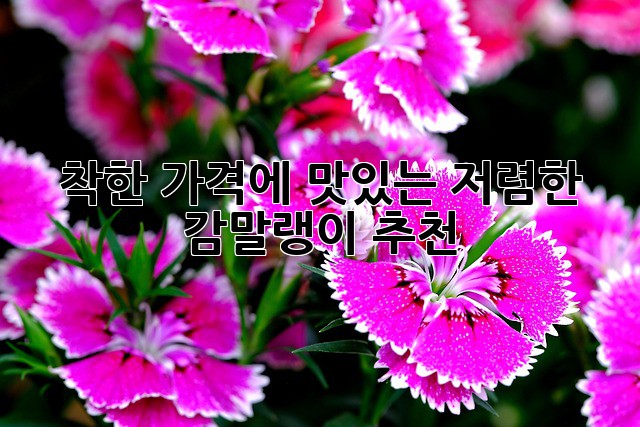 착한 가격에 맛있는 저렴한 감말랭이 추천
